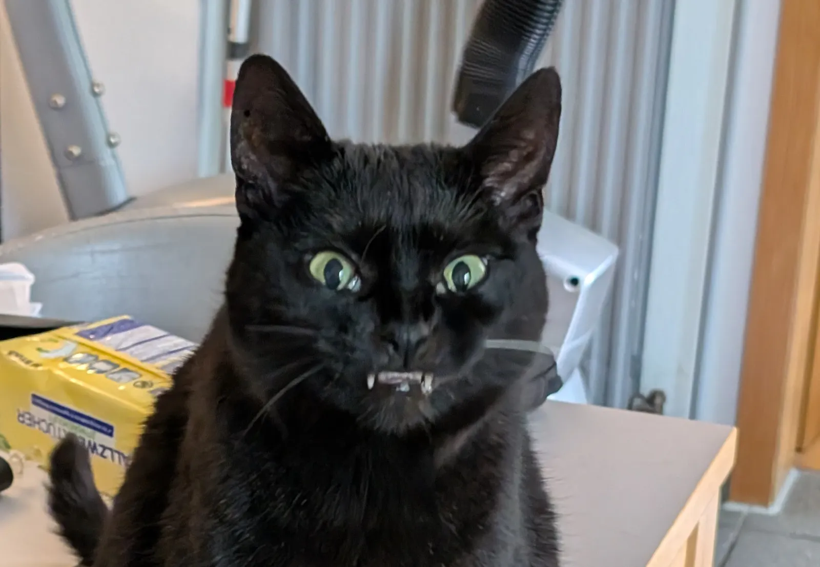 Andres schwarze Katze "Terra" in einem Foto, in dem ihre Fangzähne trotz fast geschlossenem Maul zu sehen sind, wie bei einem Vampir