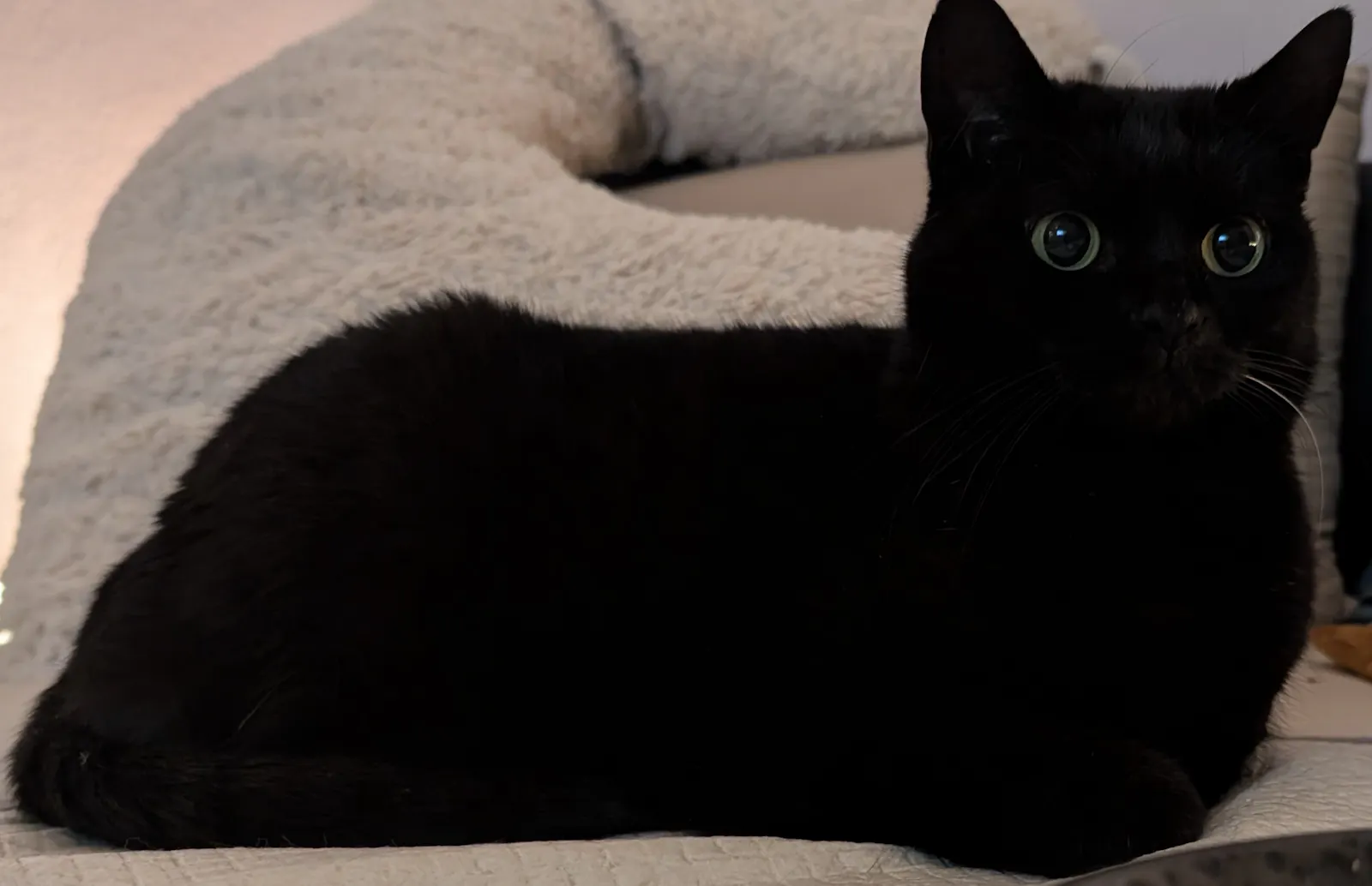 Andres Katze Terra, diesmal mit süßen Kulleraugen in der Schneckchen-Pose (alle Füße unter den Körper eingezogen).