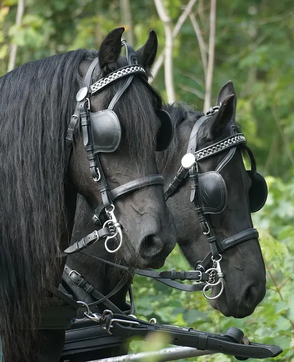 Zwei schwarze Rösser mit dicken Scheuklappen