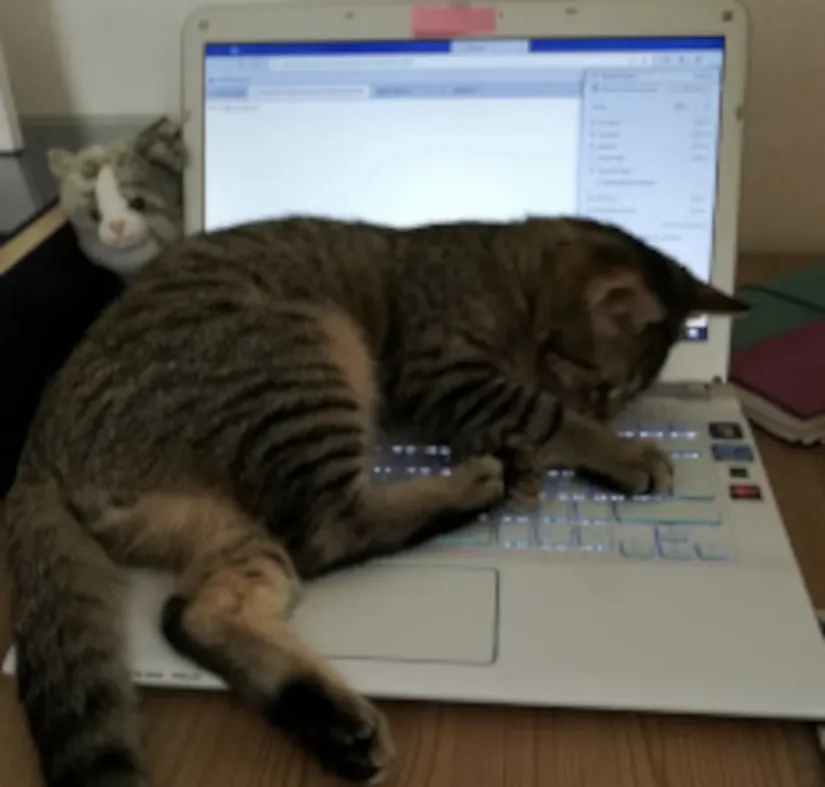 A tabby cat is lying across the keyboard of a laptop and is clawing the keys