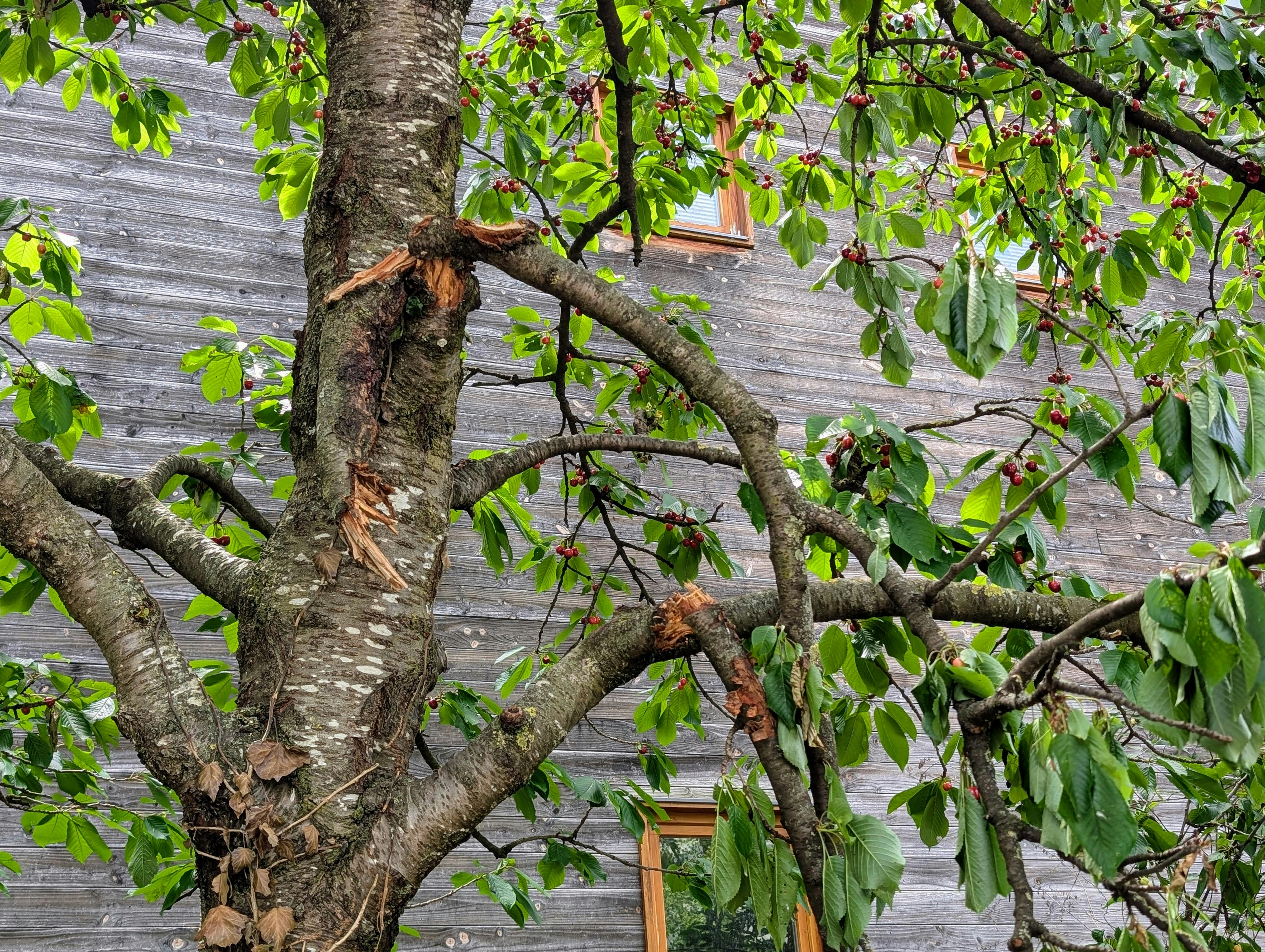 Abgebrochene Äste am Kirschbaum bei der Städtischen Kita an der Klingenbach-Anlage. Foto: Jürgen Brand