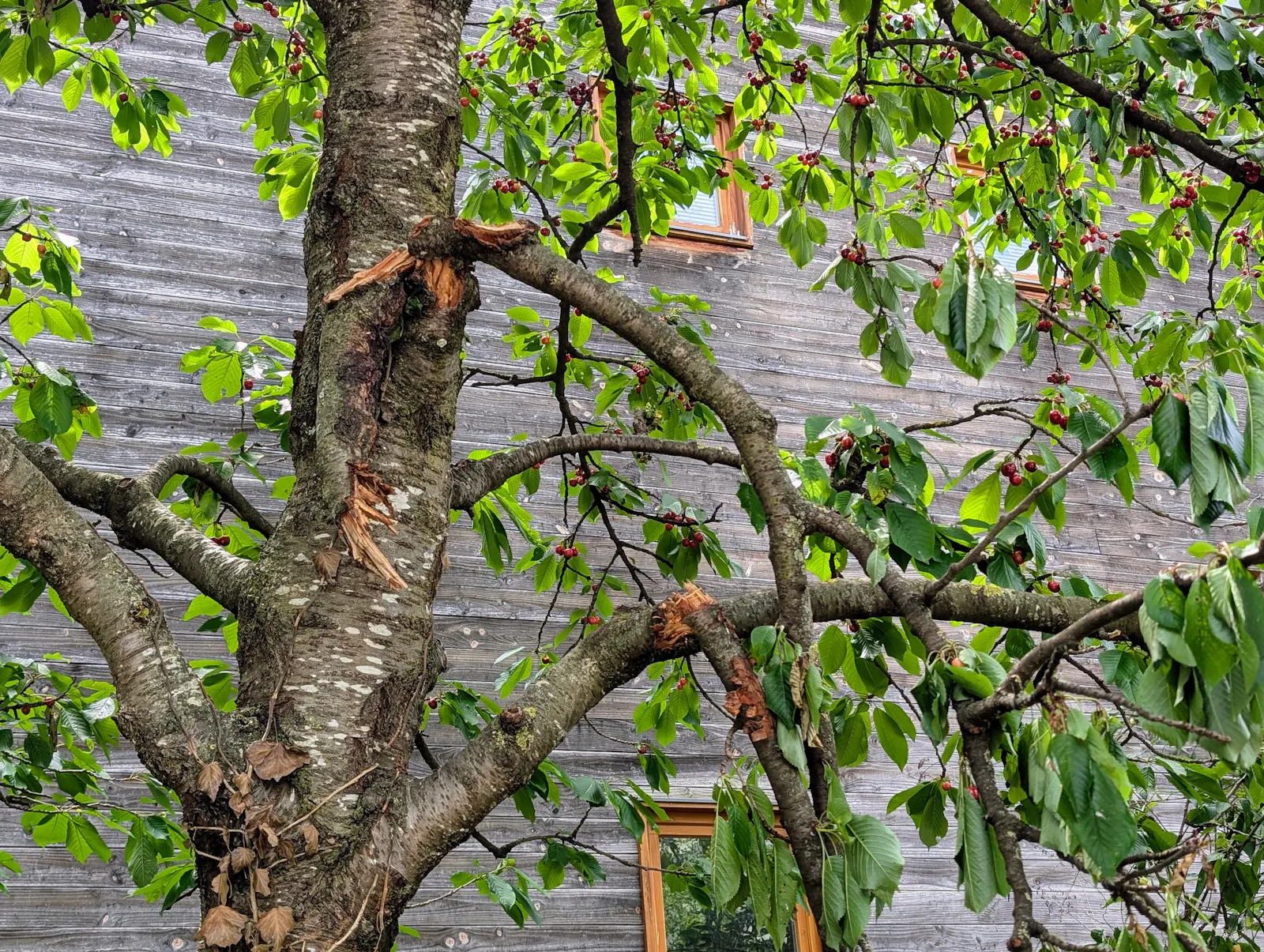Abgebrochene Äste am Kirschbaum bei der Städtischen Kita an der Klingenbach-Anlage. Foto: Jürgen Brand