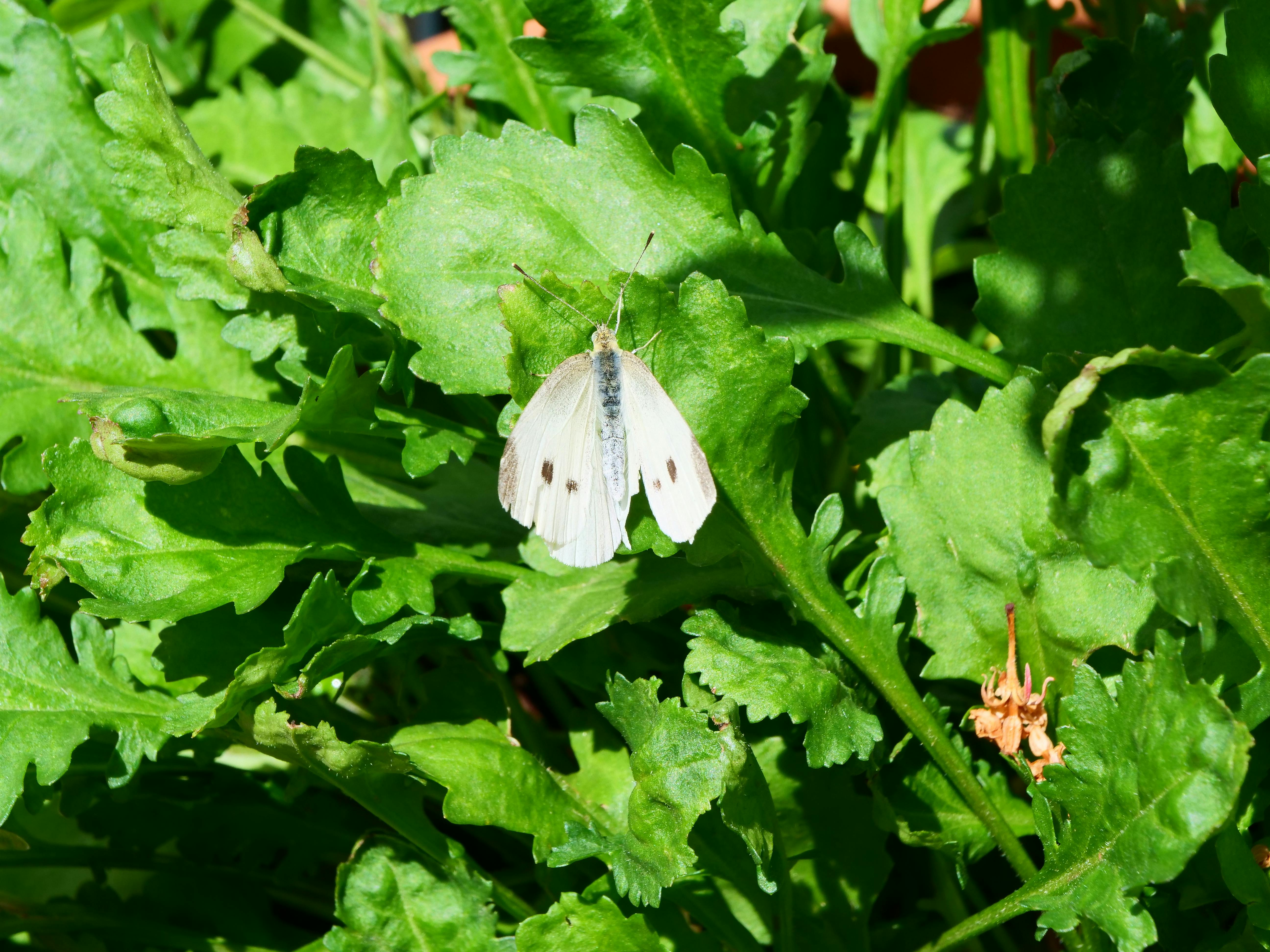 Kohlweißling auf Margerite. Foto: Jürgen Brand
