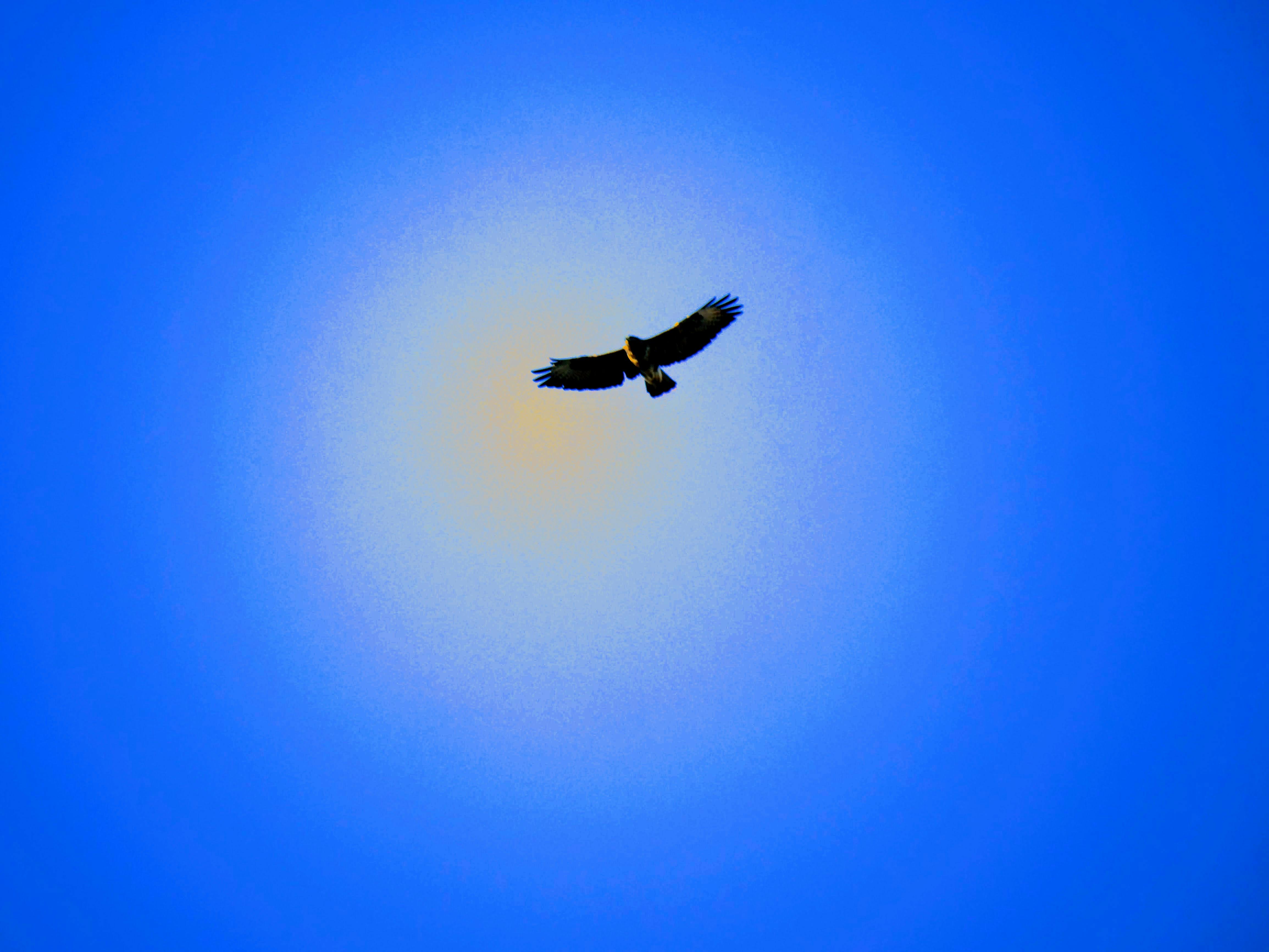 Bussard über Gaisburg. Foto: Jürgen Brand