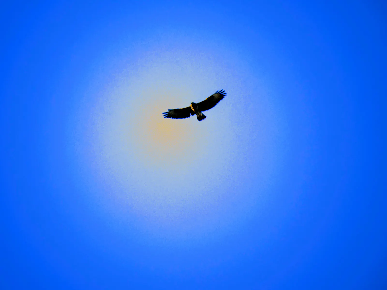 Bussard über Gaisburg. Foto: Jürgen Brand
