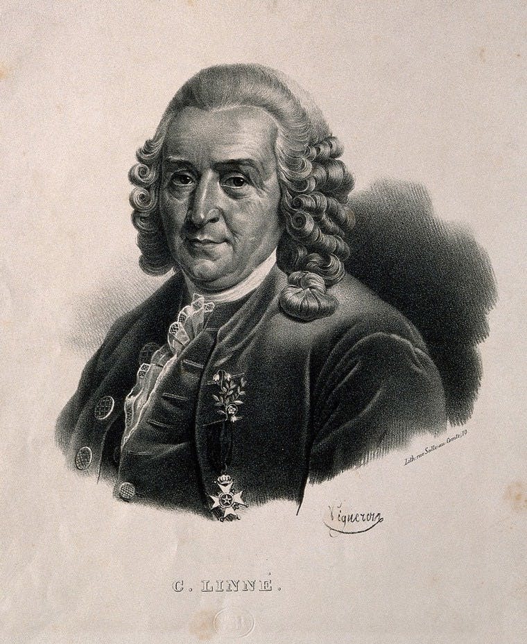 Eine Lithografie eines Mannes mit Lockenperücke