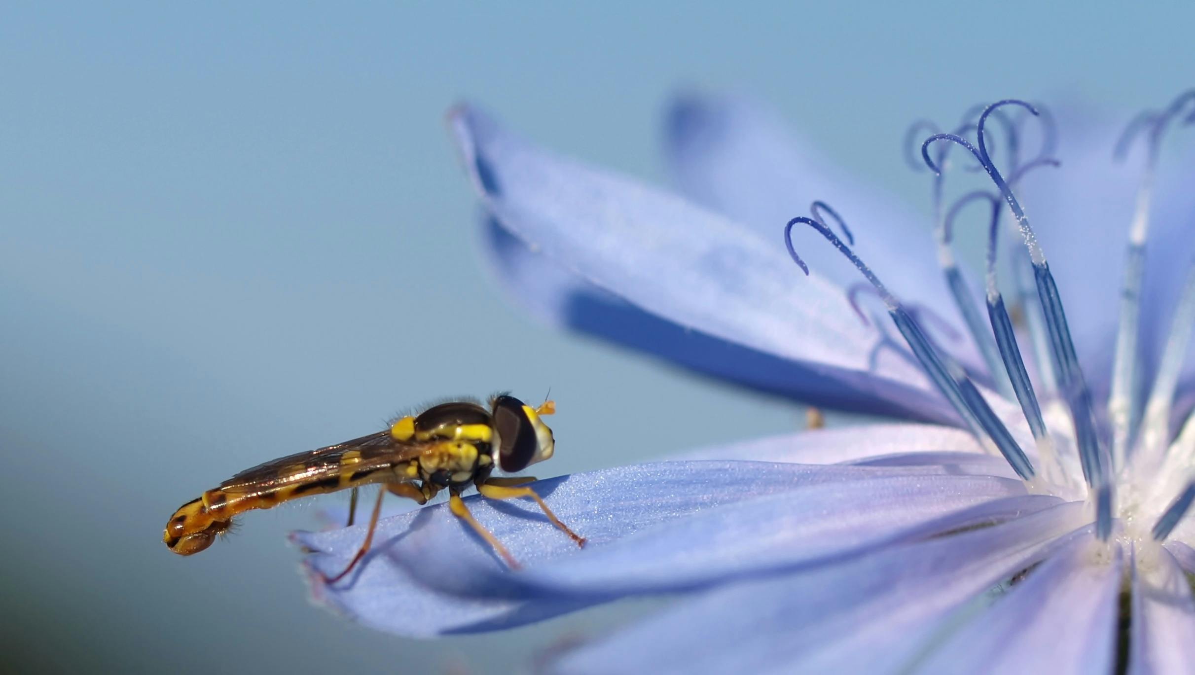 Ein gelb-schwarzes Insekt besucht die blaue Blüte der Wegwarte.