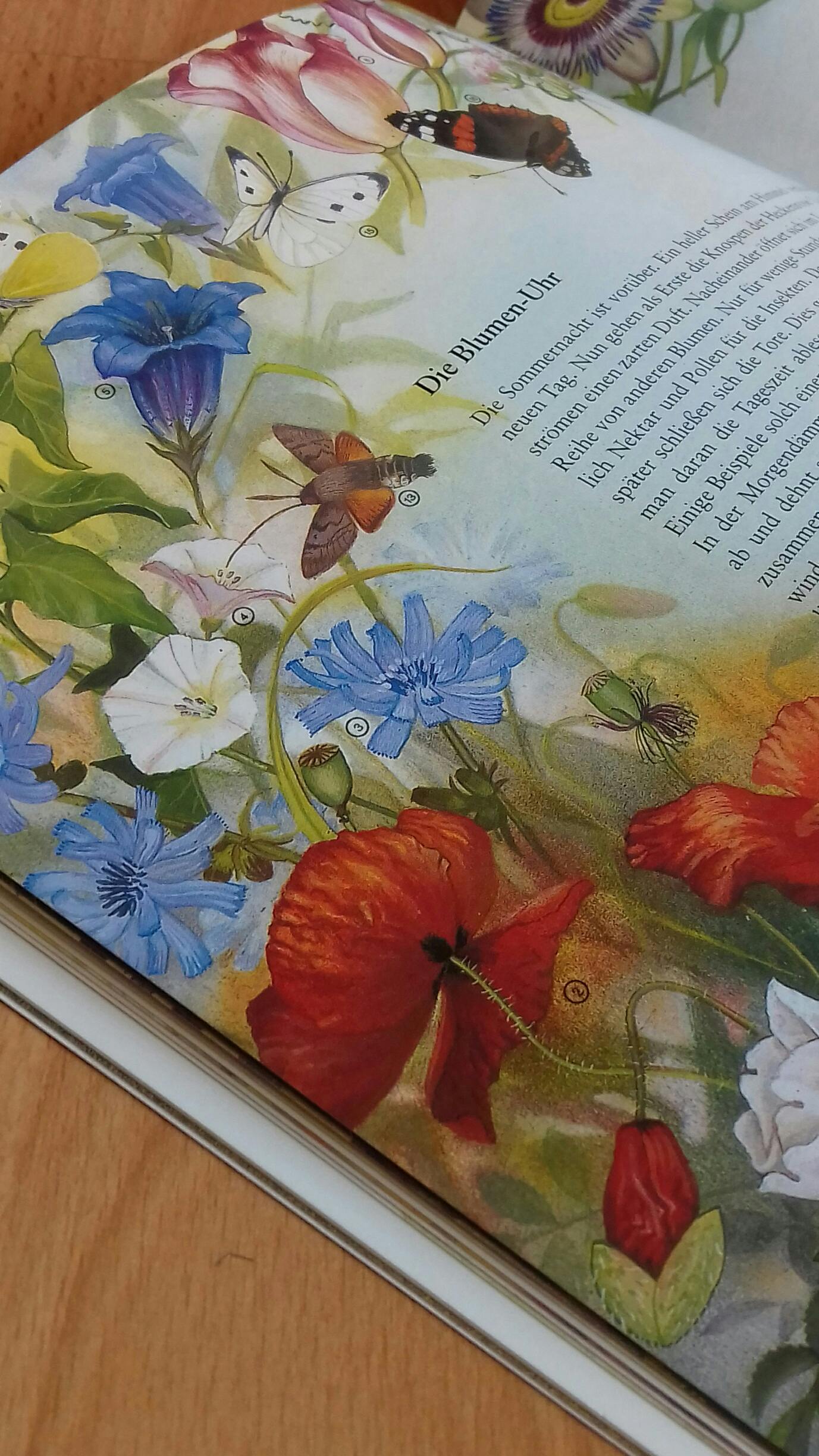 Eine Buchseite mit Text und Blumenzeichnungen