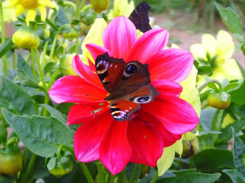 Ein Tagpfauenauge auf einer Blüte