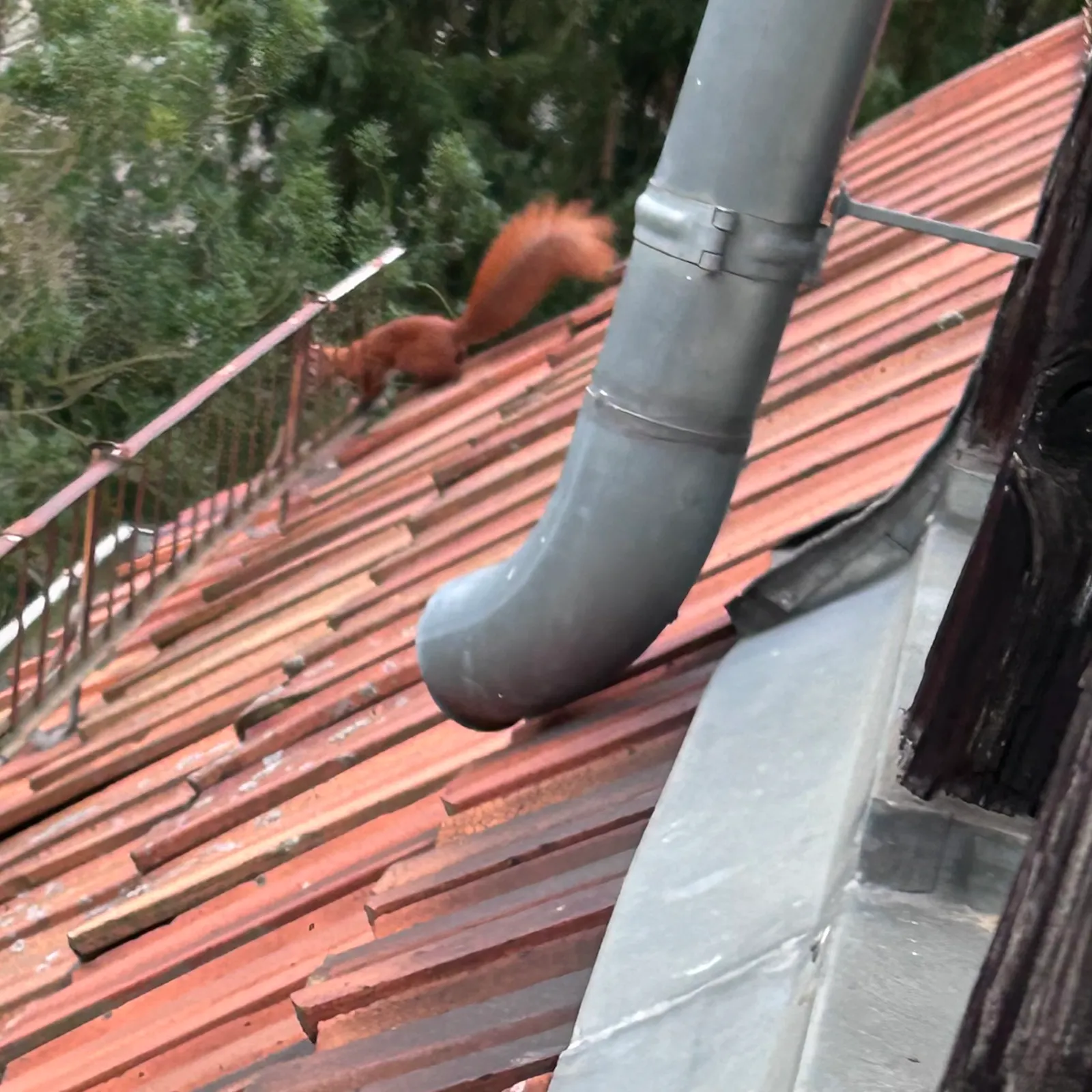 Eichhörnchen auf Ziegeldach