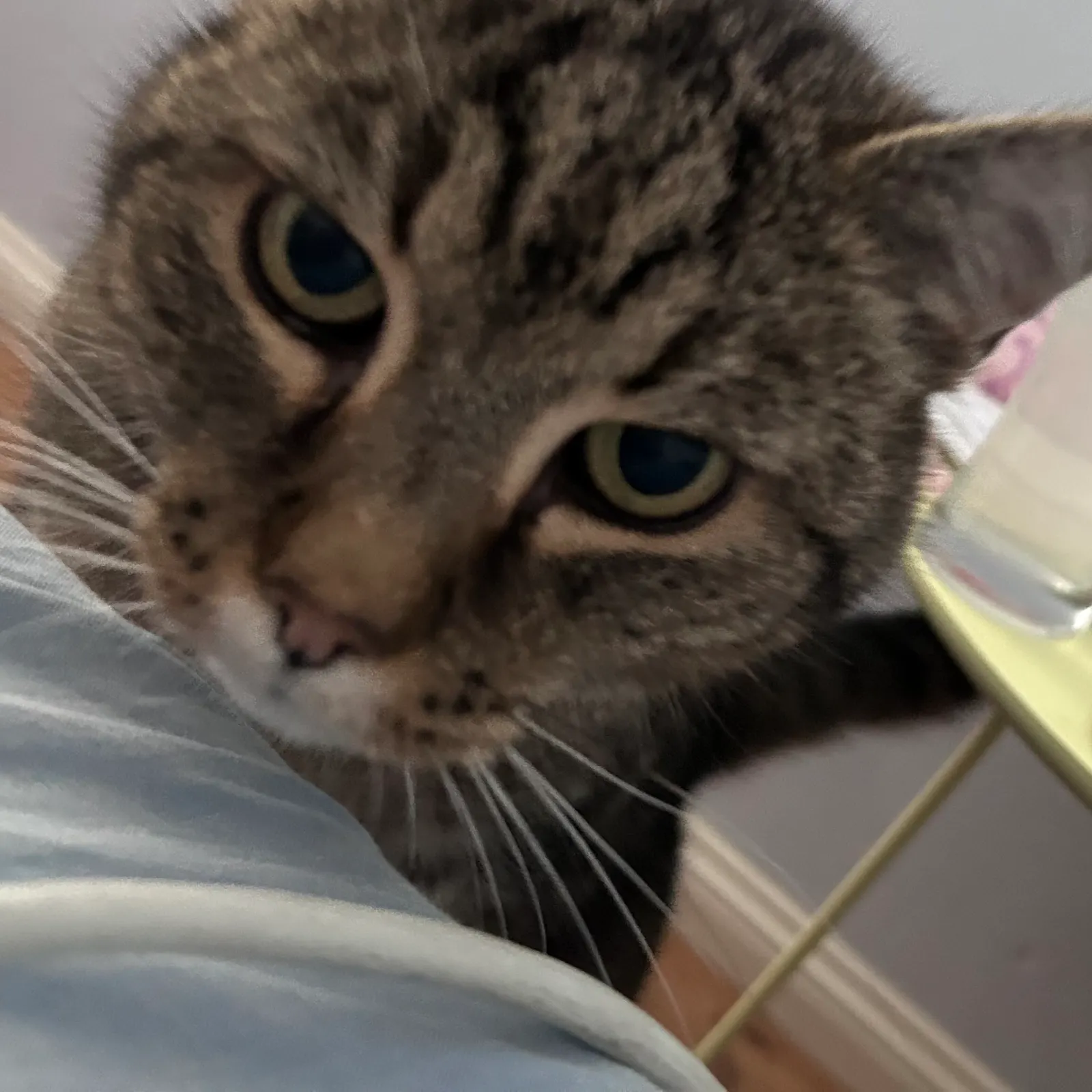 Katze sieht von unten streng herauf.