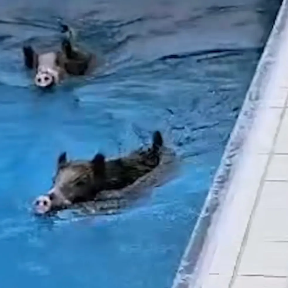 Zwei Wildschweine schwimmen in einem Pool.