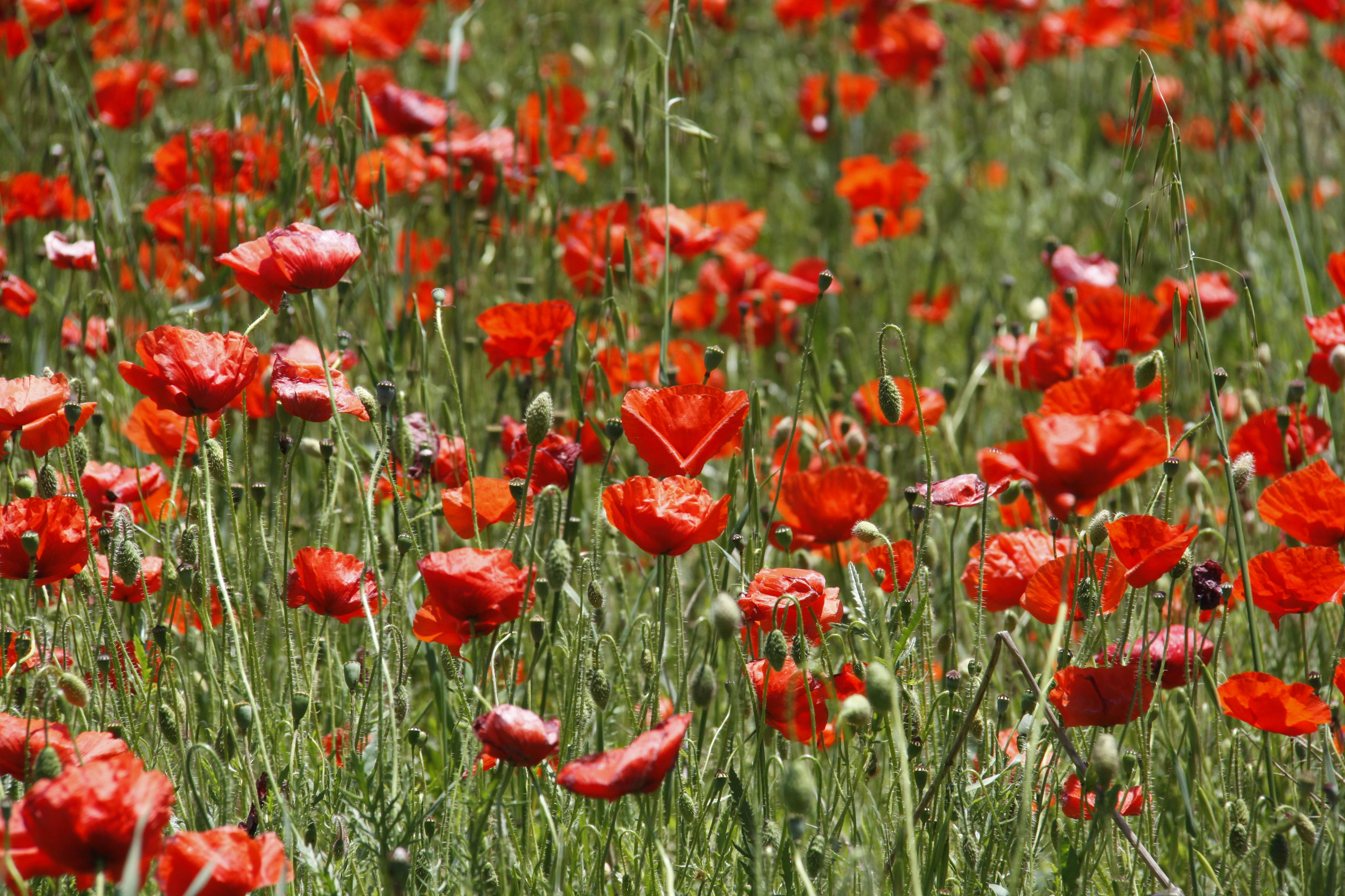 Eine Wiese voller blühendem Klatsch-Mohn.