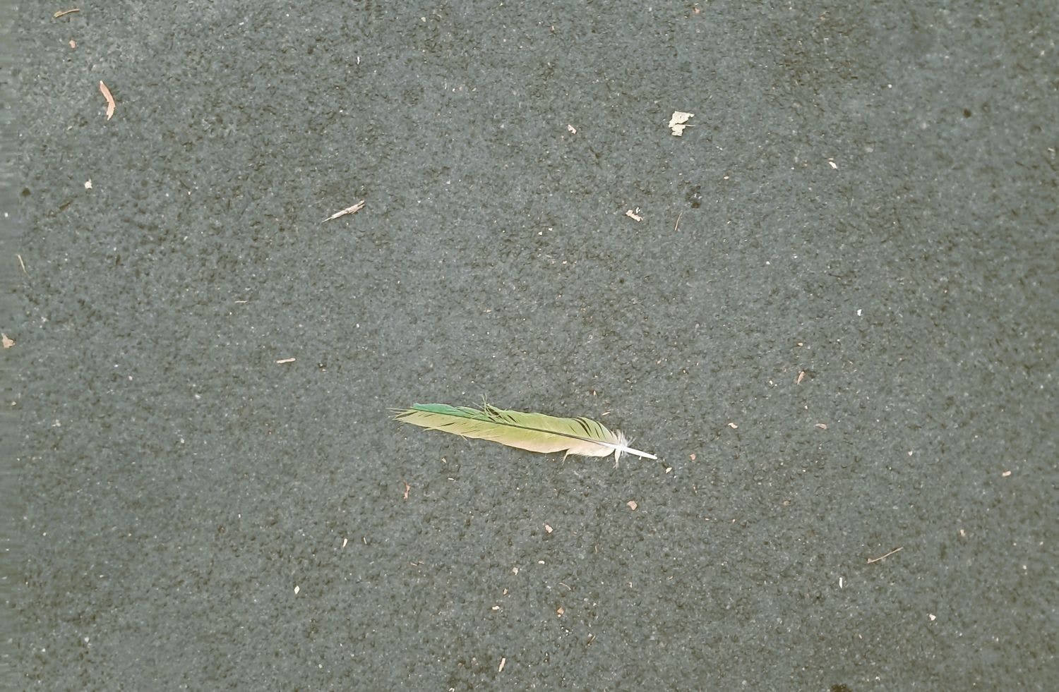 Eine grüne Feder liegt auf grauem Asphalt.