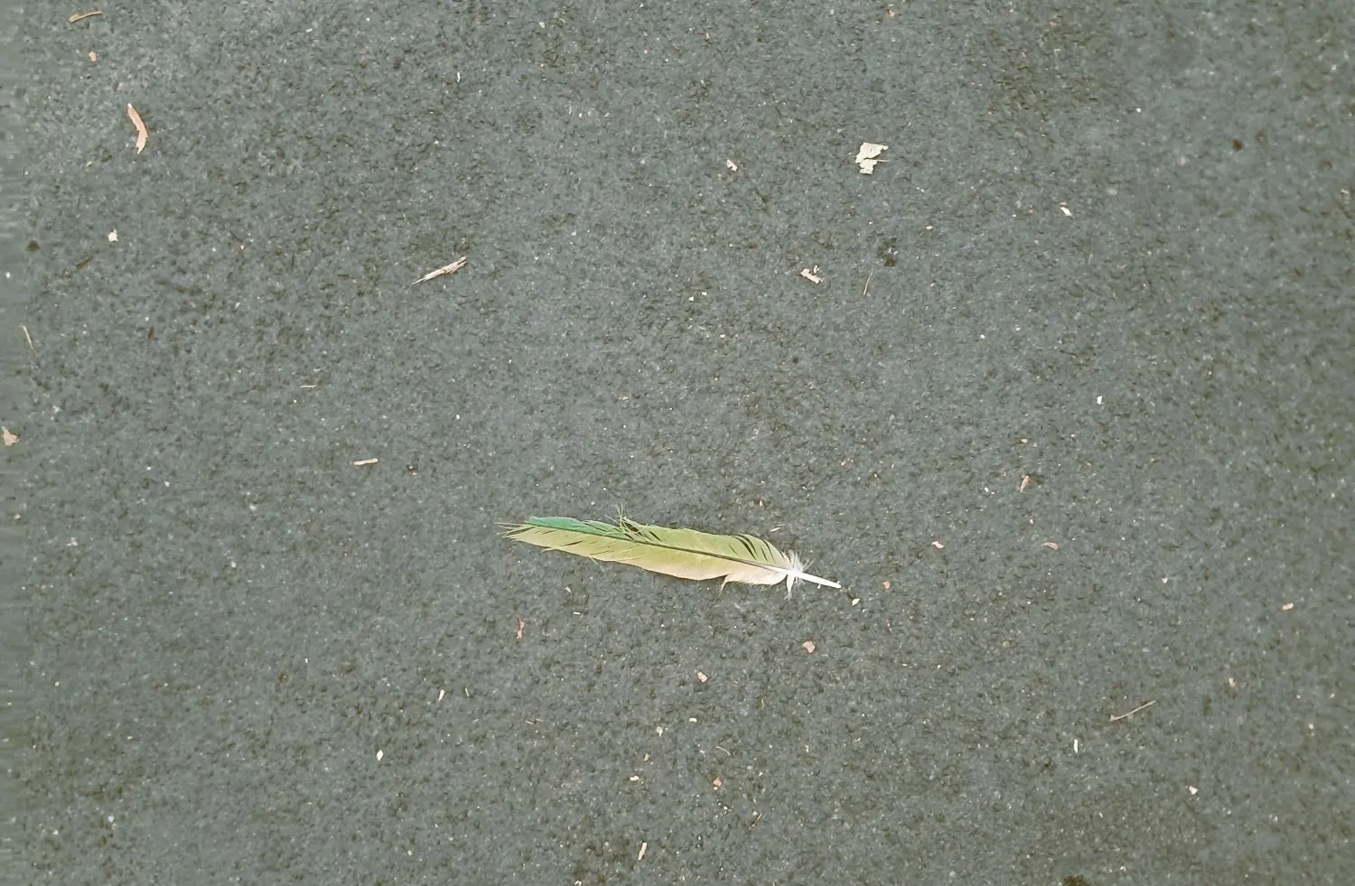 Eine grüne Feder liegt auf grauem Asphalt.
