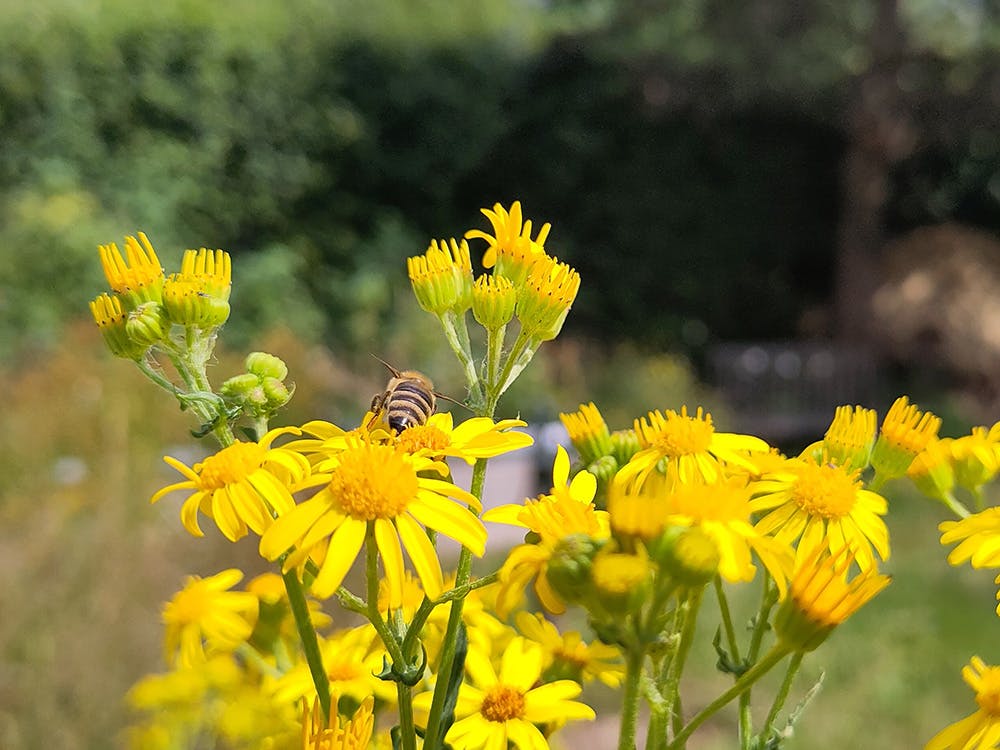 Eine Biene sitzt auf einer gelben Blüte inmitten einer Gruppe von gelbem, Gewöhnlichem Greiskraut (Senecio jacobaea). Der Hintergrund ist unscharf und zeigt grüne Vegetation. Die Szene strahlt sommerliche Lebendigkeit und natürliche Schönheit aus.