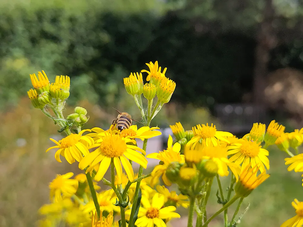 Eine Biene sitzt auf einer gelben Blüte inmitten einer Gruppe von gelbem, Gewöhnlichem Greiskraut (Senecio jacobaea). Der Hintergrund ist unscharf und zeigt grüne Vegetation. Die Szene strahlt sommerliche Lebendigkeit und natürliche Schönheit aus.