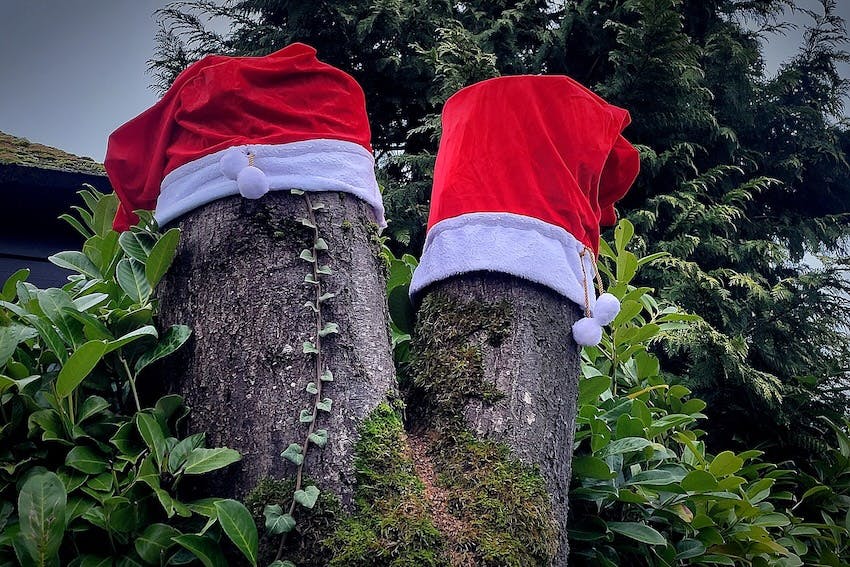Zwei Baumstümpfe mit roten Weihnachtsmützen inmitten von grünen Bäumen und Büschen