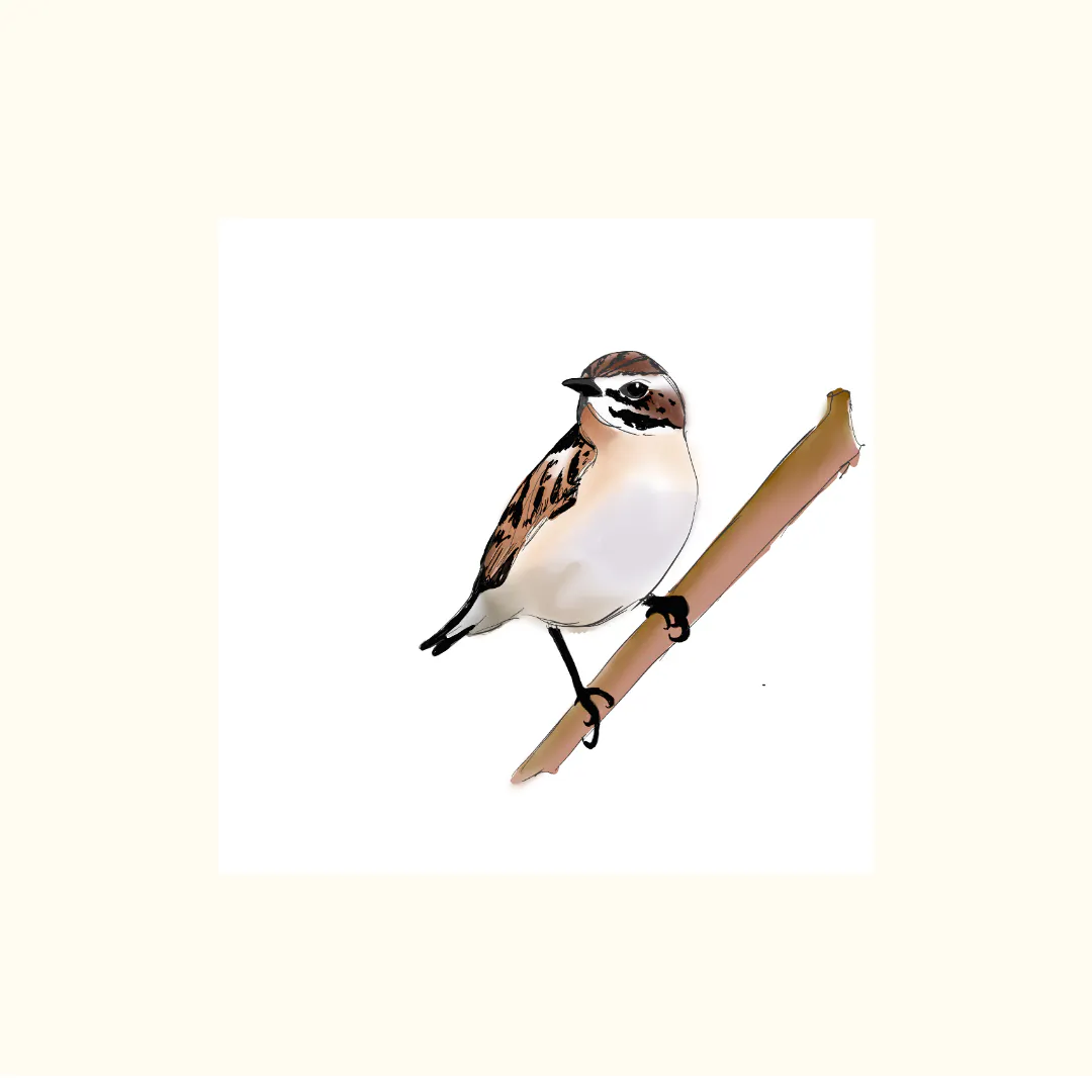 Das Braunkehlchen, Vogel des Jahres 2023. Digital gezeichnet mit dem iPad und Procreate.