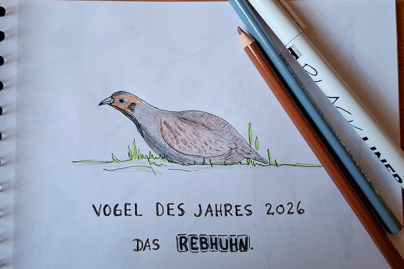 Schnelle Zeichnung bzw. Skizze mit Fineliner und Buntstiften, ein Rebhuhn, Vogel des Jahres 2026