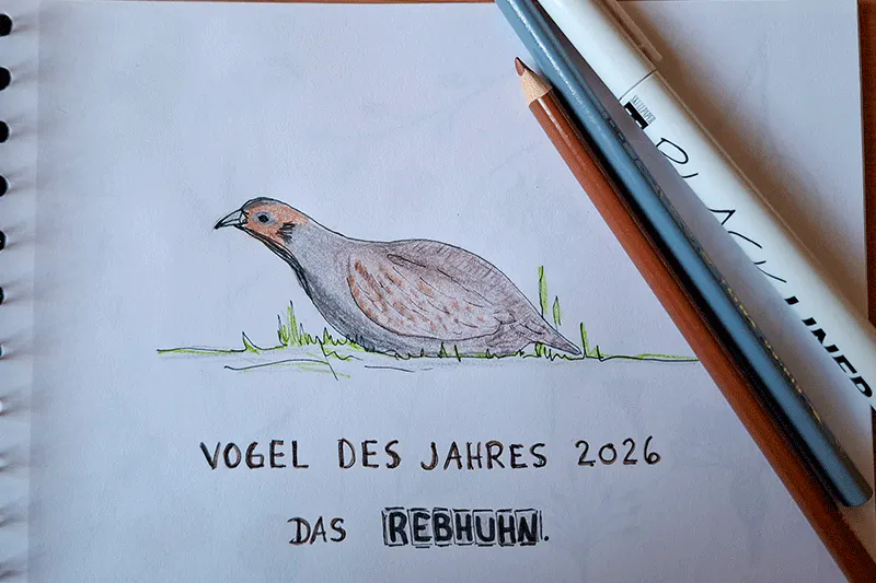 Schnelle Zeichnung bzw. Skizze mit Fineliner und Buntstiften, ein Rebhuhn, Vogel des Jahres 2026