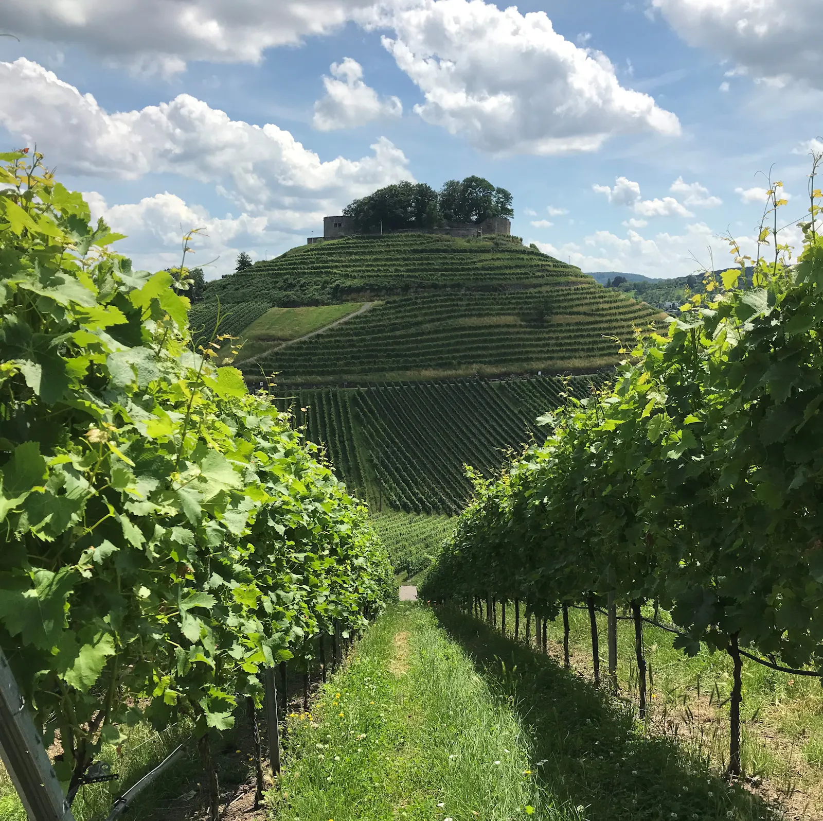 WeinLetter #68: Alles über koscheren Wein aus Deutschland - WeinLetter