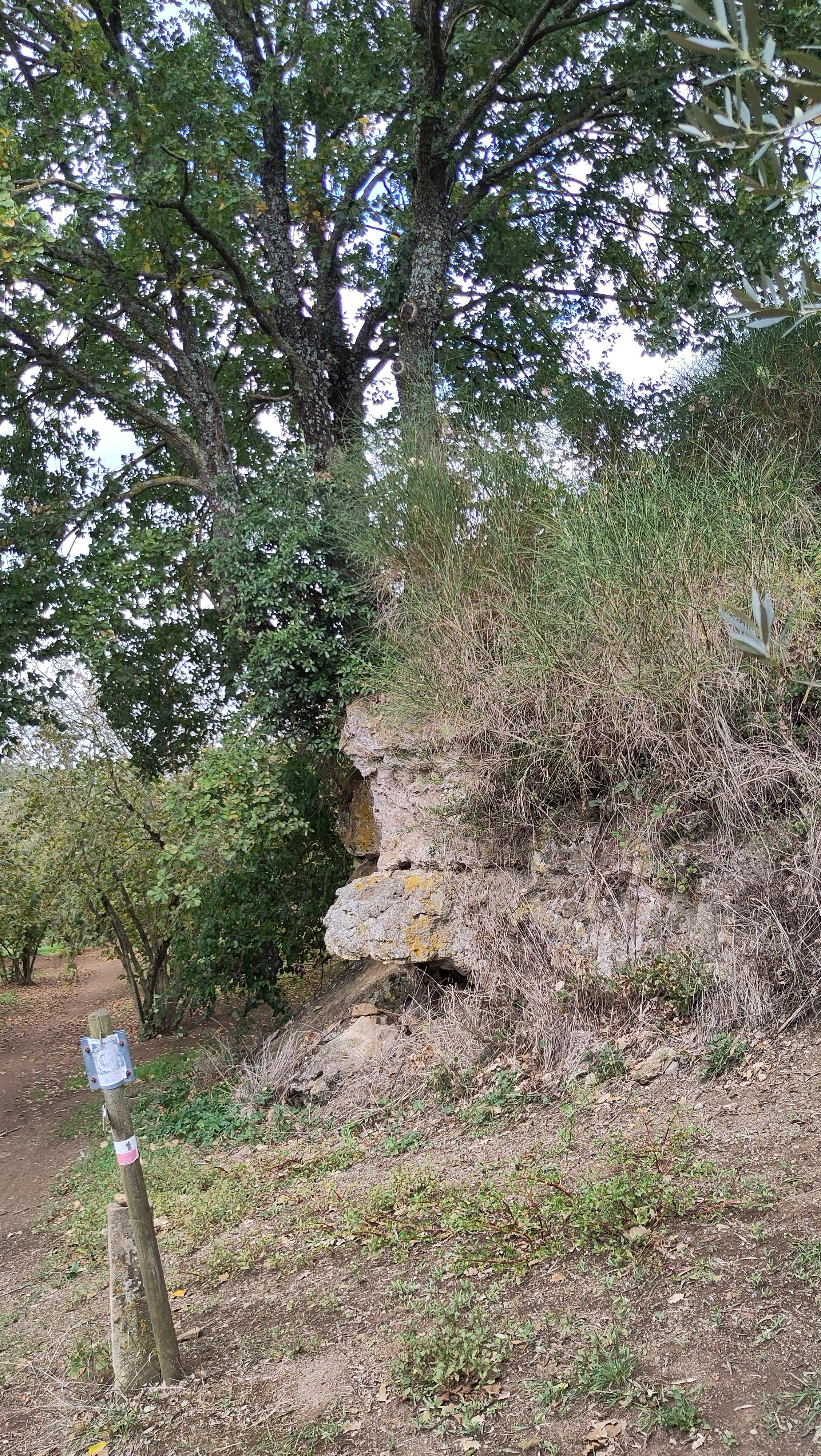 Quercia che cresce su una roccia di tufo. Su un palo sotto la roccia un segnavia della Via Francigena