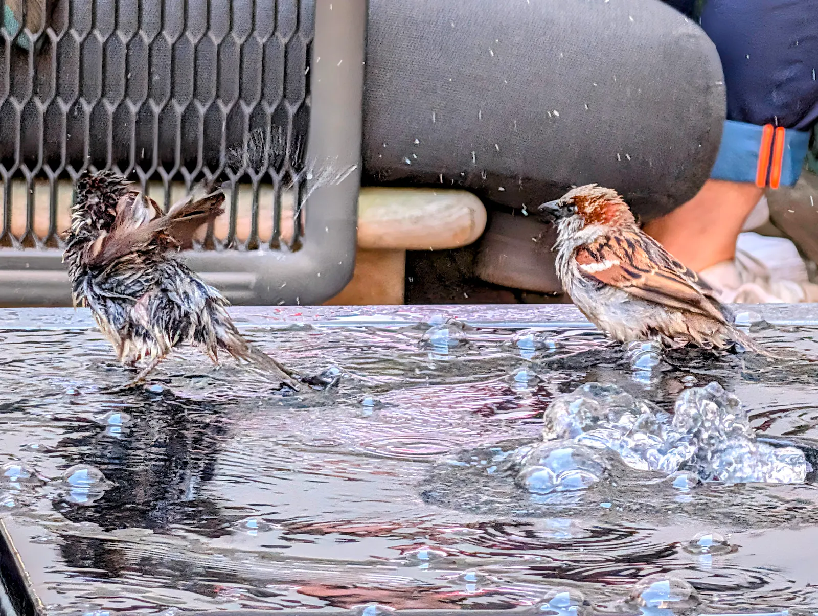 Manchmal brauchen auch Spatzen eine kleine Erfrischung. Heute wird es noch einmal warm, bevor es zur Wochenmitte deutlich frischer wird. Foto: Jürgen Brand