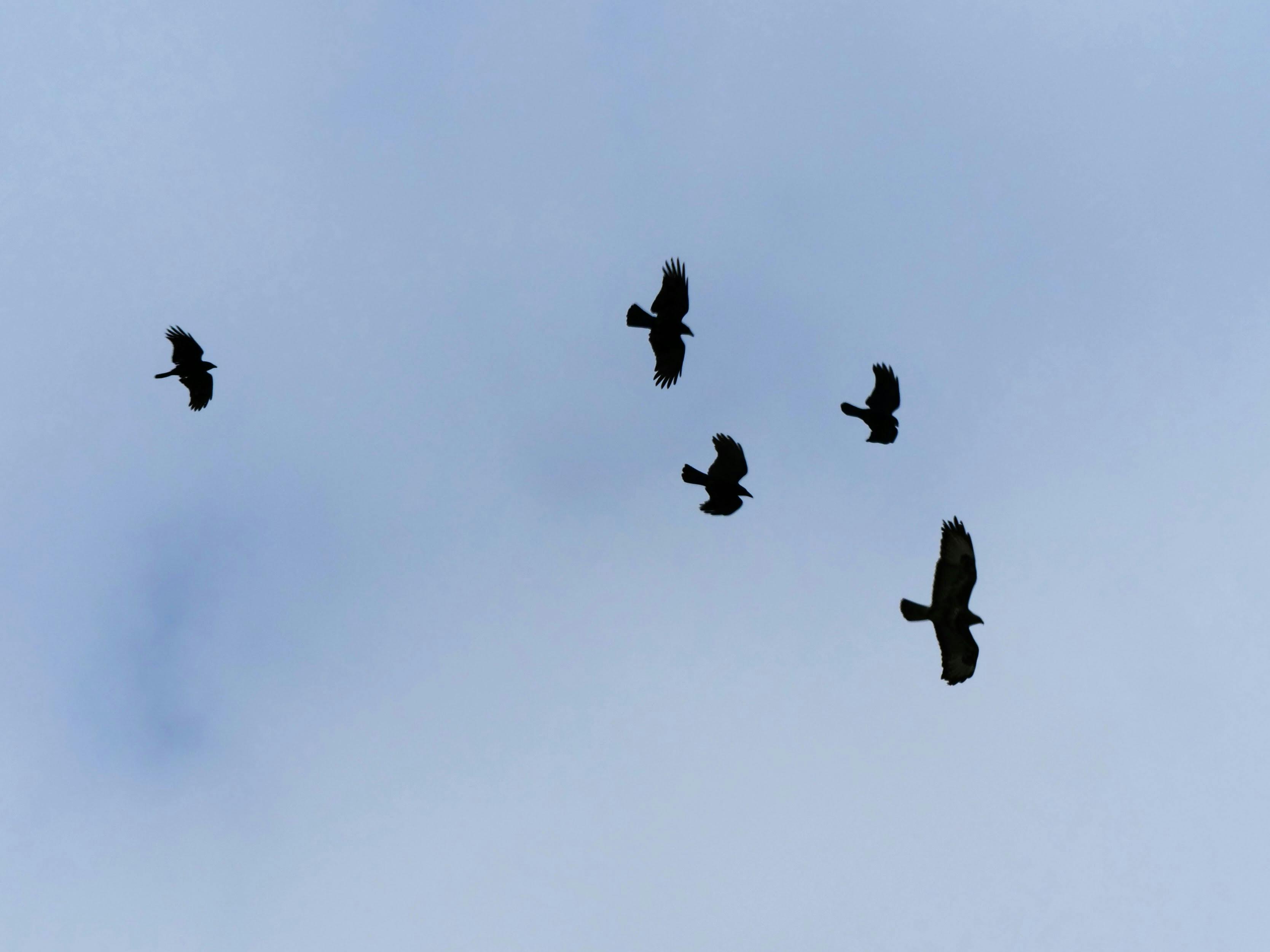 Rabenkrähen jagen Greifvogel. Foto: Jürgen Brand