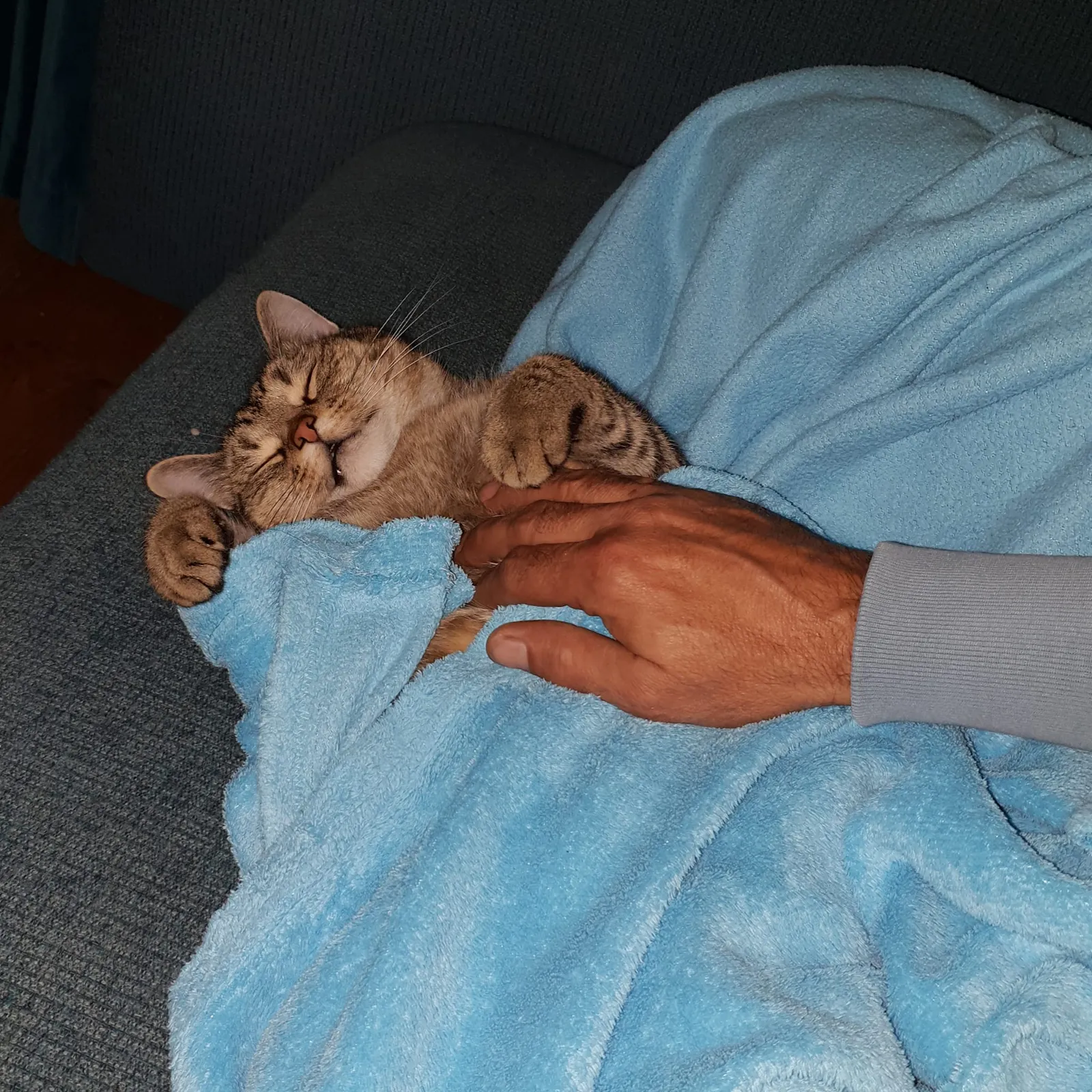 Kater Laser, cute schlafend, ihn streichelnde Hand