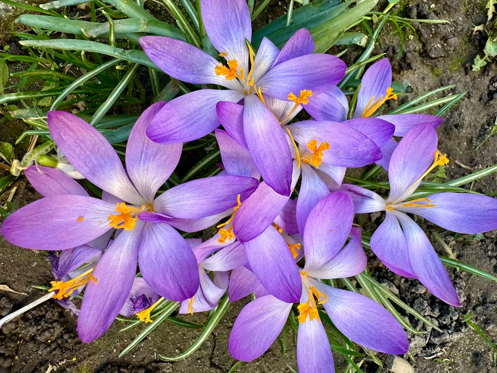 Geöffnete, blaue Krokusse von oben fotografiert