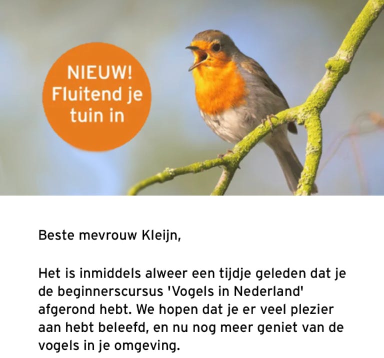 Singendes Rotkehlchen