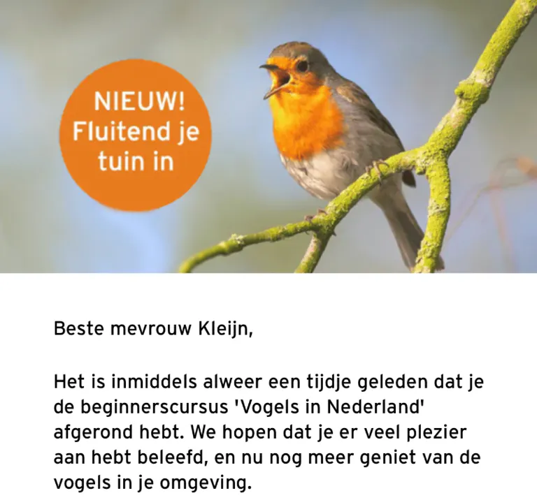 Singendes Rotkehlchen