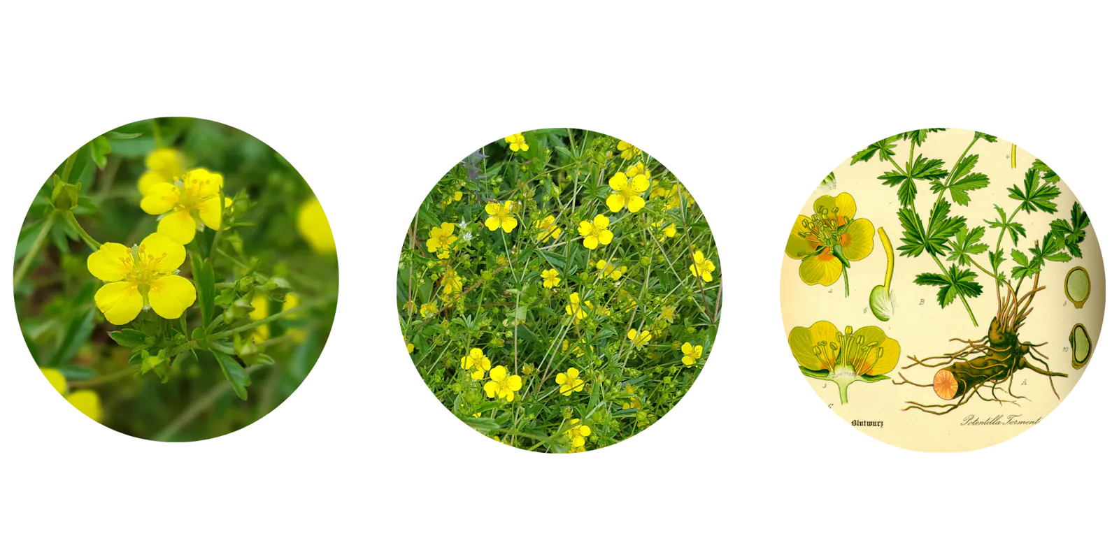 blutwurz blüten und blutwurz zeichnung