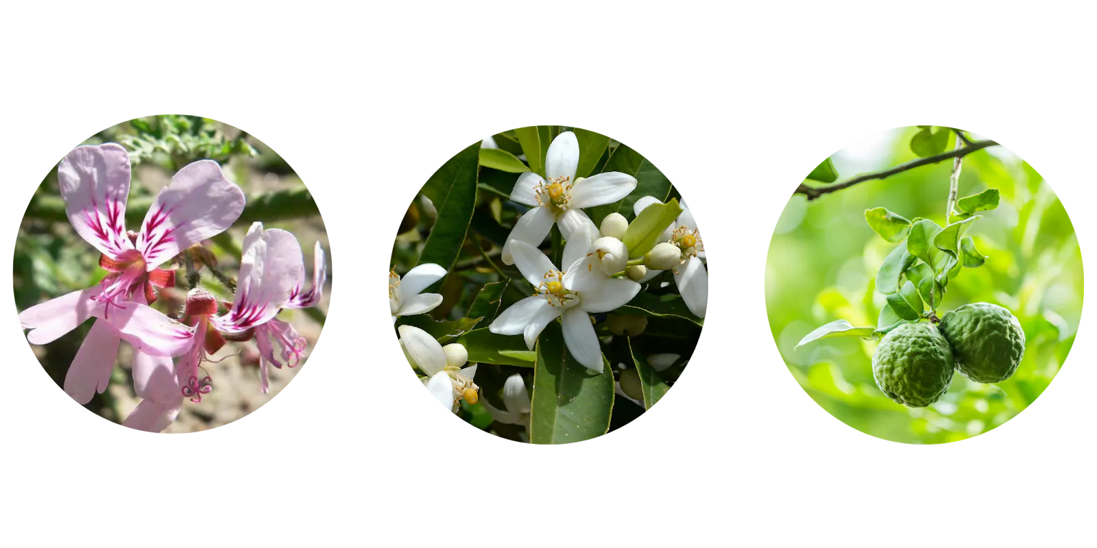 ätherisch öl pflanzen: rosengeranie Mandarinenblüte bergamotte