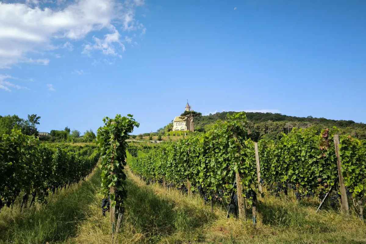 Weingärten bei Sooß