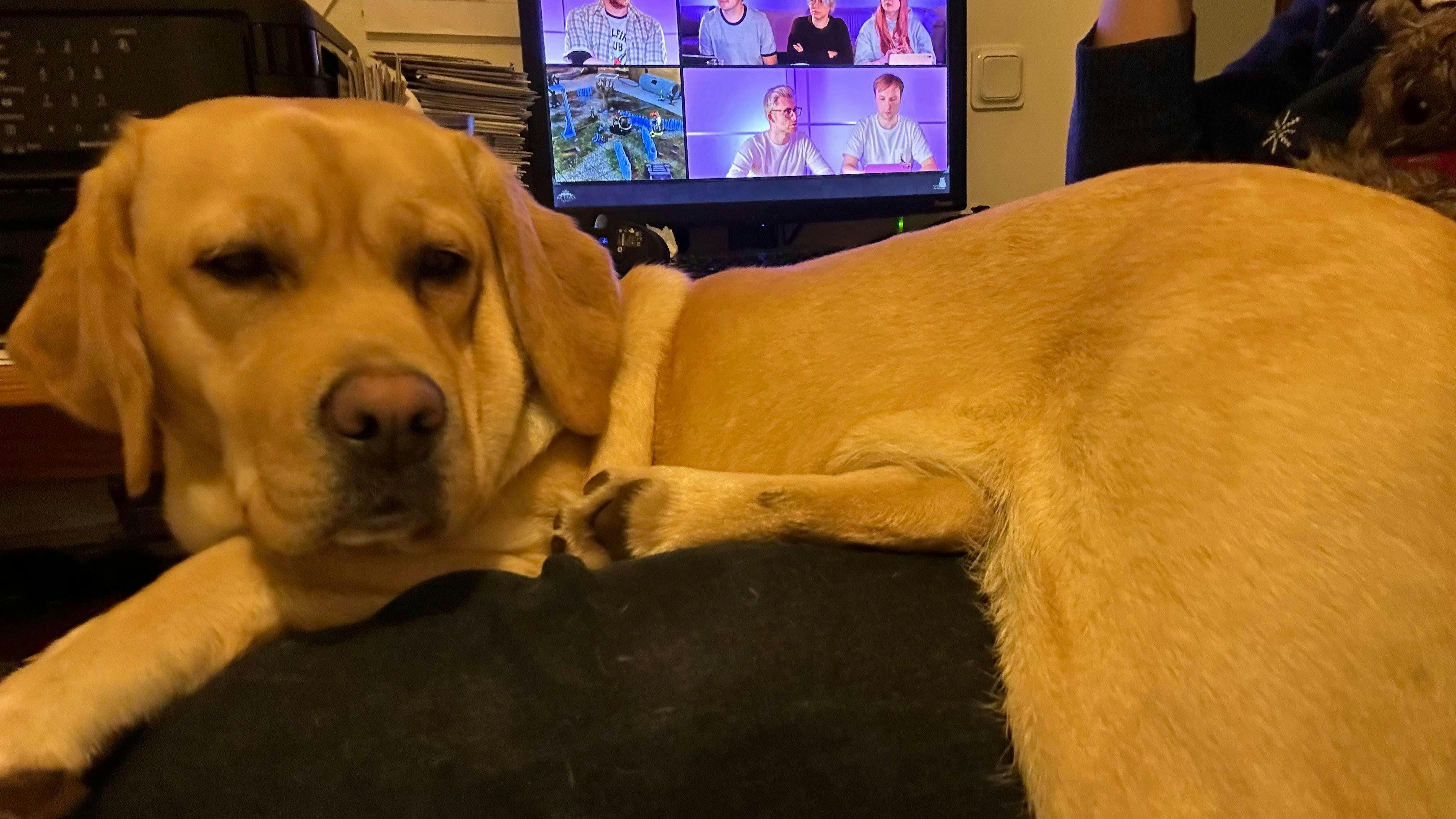 Man sieht einen süßen Hund, der vor einem Fernseher liegt, an dem gerade eine Folge Dice Actors läuft.