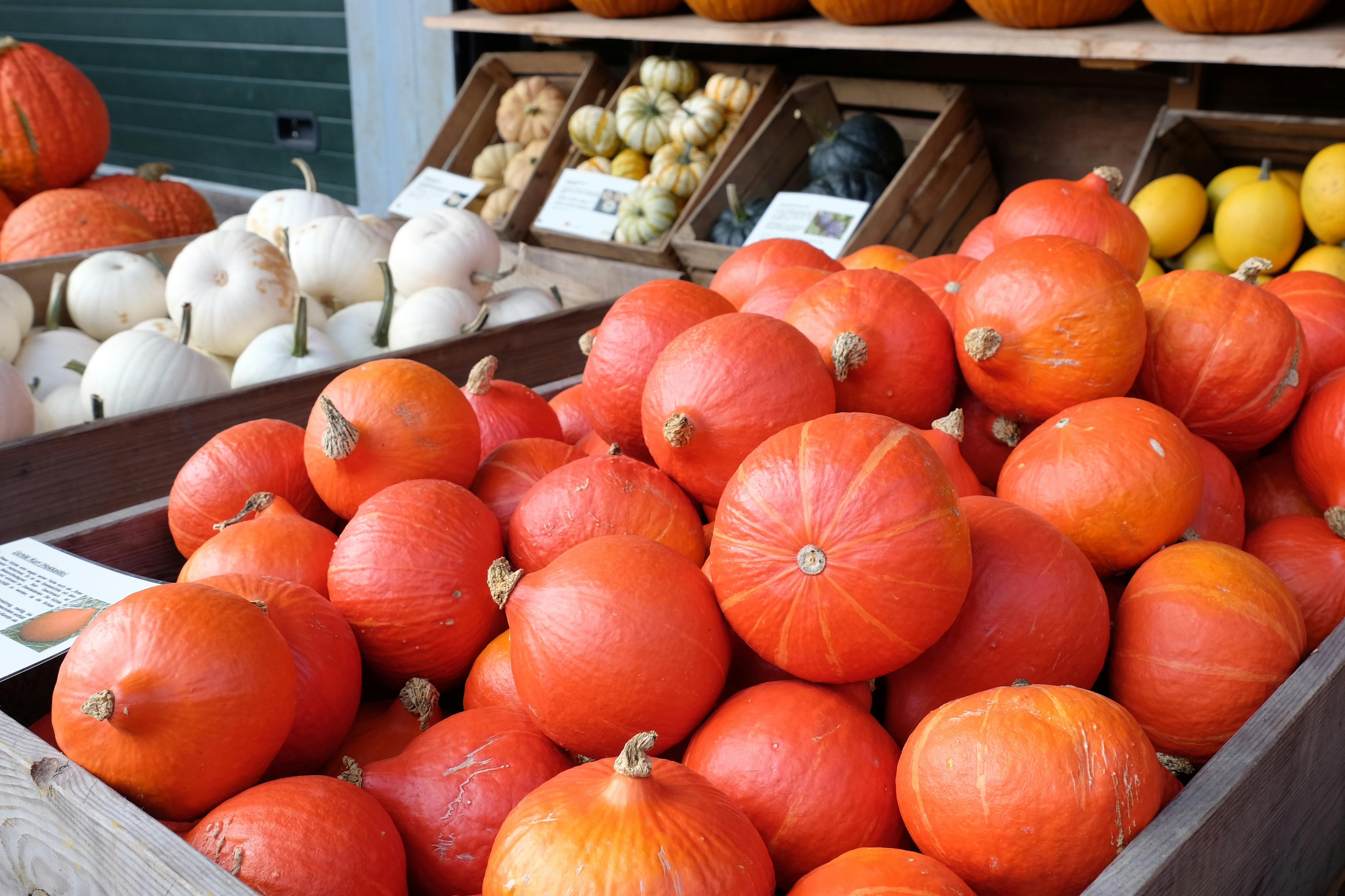 Kisten voller verschiedener Kürbissorten. Im Vordergrund knall-orange leuchtende Hokkaido-Kürbisse.
