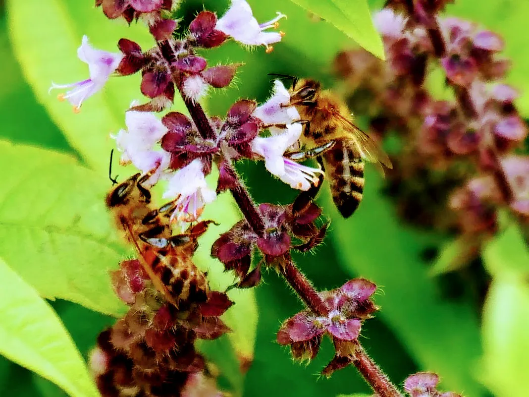 Die Honigbienen freuen sich über jede Blüte, aktuell zum Beispiel Lavendel oder - in diesem Fall - die Blüten von Thai-Basilikum. Foto: Jürgen Brand