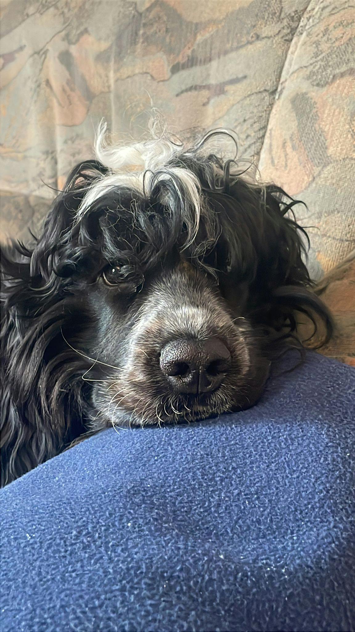 Unser Bürohund Mr. Darcy, ein Cocker Spaniel.