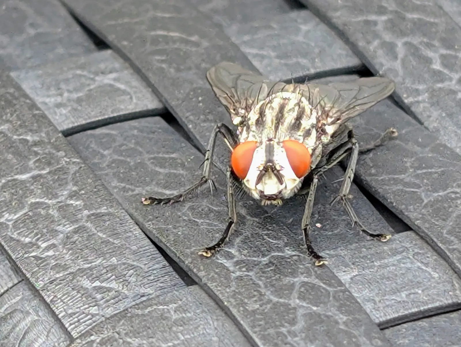 Eine graue Fleischfliege zu Besuch in Gaisburg. Foto: Jürgen Brand