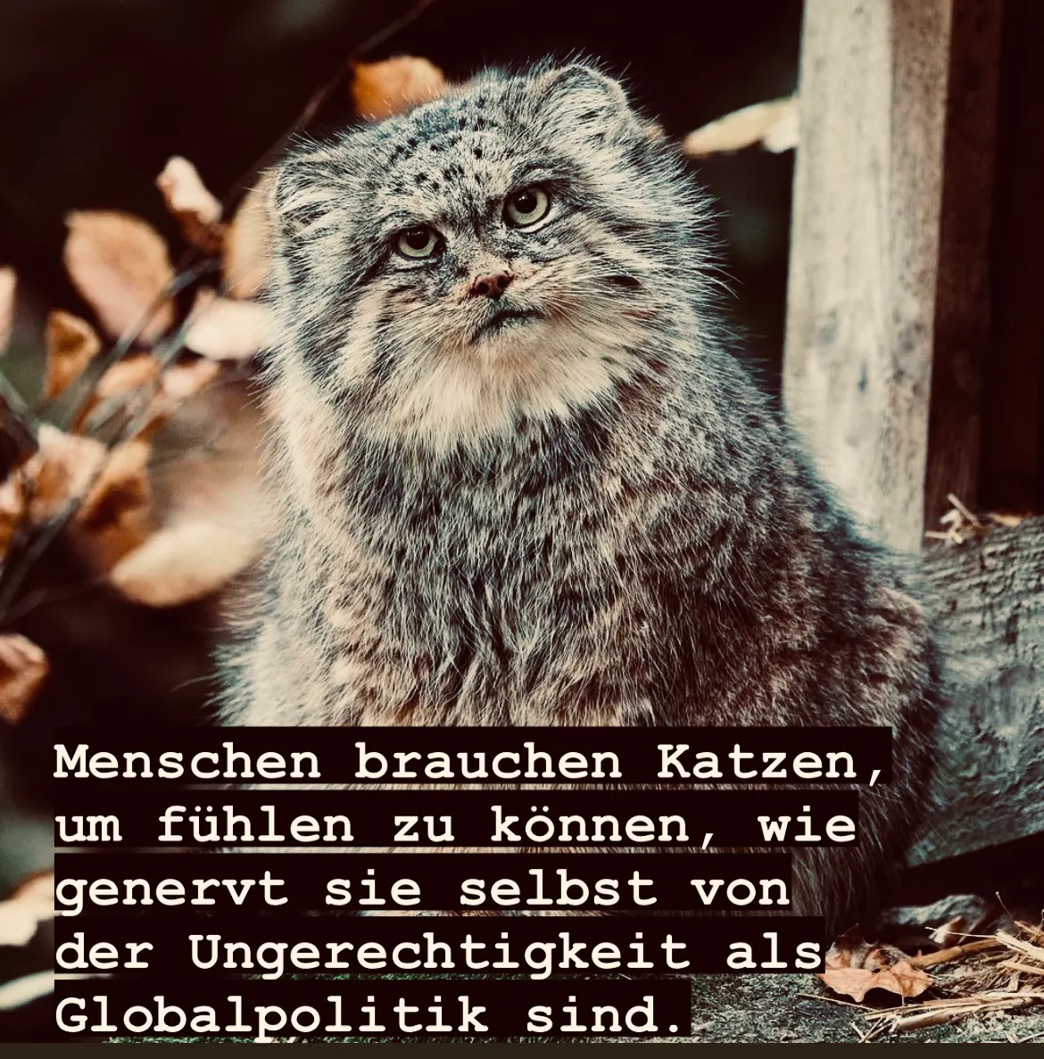 Grimmig aussehende Wildkatze
