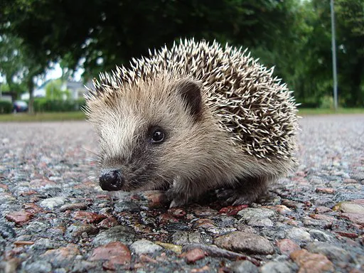 Kleiner Naseweis: Ein Igel schaut direkt in die Kamera, er sitzt auf einem Schotterweg, im Hintergrund ein Park mit grünem Buschwerk.