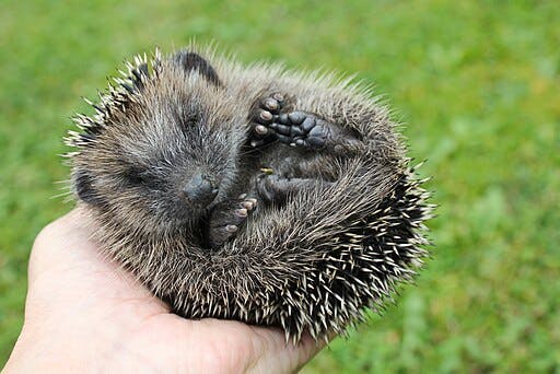 Ein kleiner Igel liegt halb eingerollt in einer Handfläche. Man sieht die Augen, Schnauze, vier kleine Füße mit den Zehen. Außen hat er ein beige-schwarzes Stachelkleid, innen und am Kopf weiches Fell.