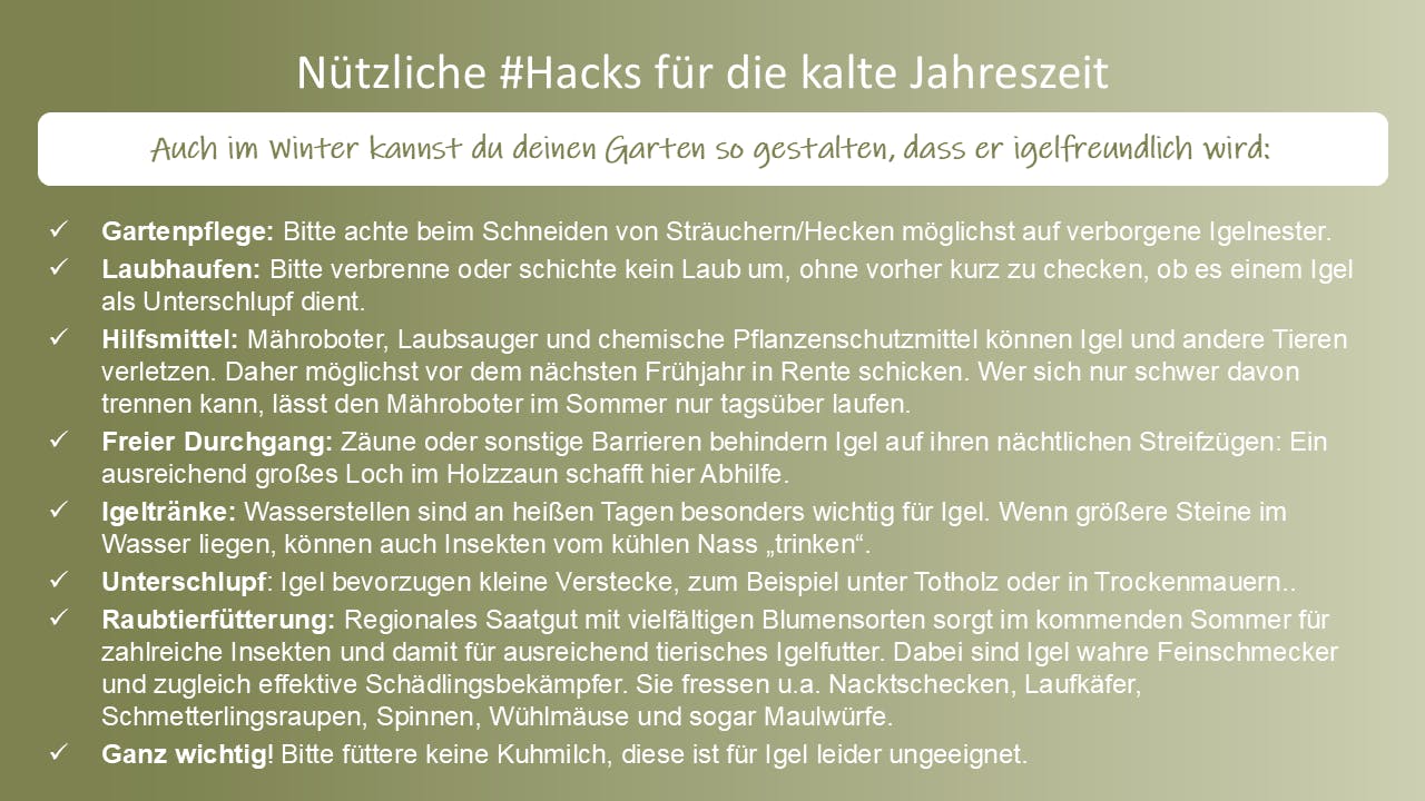 Zusammenstellung einiger Tipps, um den eigenen Garten schon im Winter igelfit zu machen: u.a. bitte Hecken und Laubhaufen auf Igelnester checken sowie Mähroboter und Laubsauger vermeiden bzw. im Sommer nur am Tag nutzen. Denn Igel sind nicht nur Feinschmecker, sondern auch Schädlingsbekämpfer. Wichtig: Keine Kuhmilch füttern!