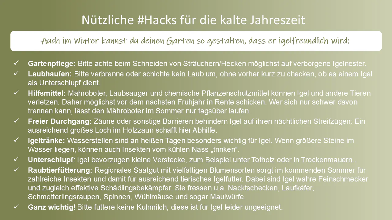 Zusammenstellung einiger Tipps, um den eigenen Garten schon im Winter igelfit zu machen: u.a. bitte Hecken und Laubhaufen auf Igelnester checken sowie Mähroboter und Laubsauger vermeiden bzw. im Sommer nur am Tag nutzen. Denn Igel sind nicht nur Feinschmecker, sondern auch Schädlingsbekämpfer. Wichtig: Keine Kuhmilch füttern!