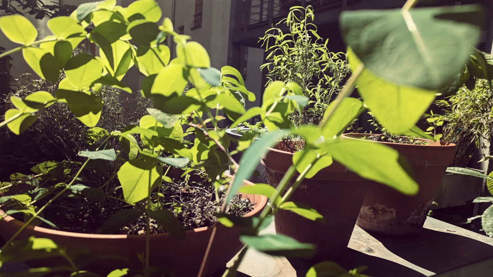 Pflanzen in Tontöpfen im Gegenlicht, grelle Sonne.