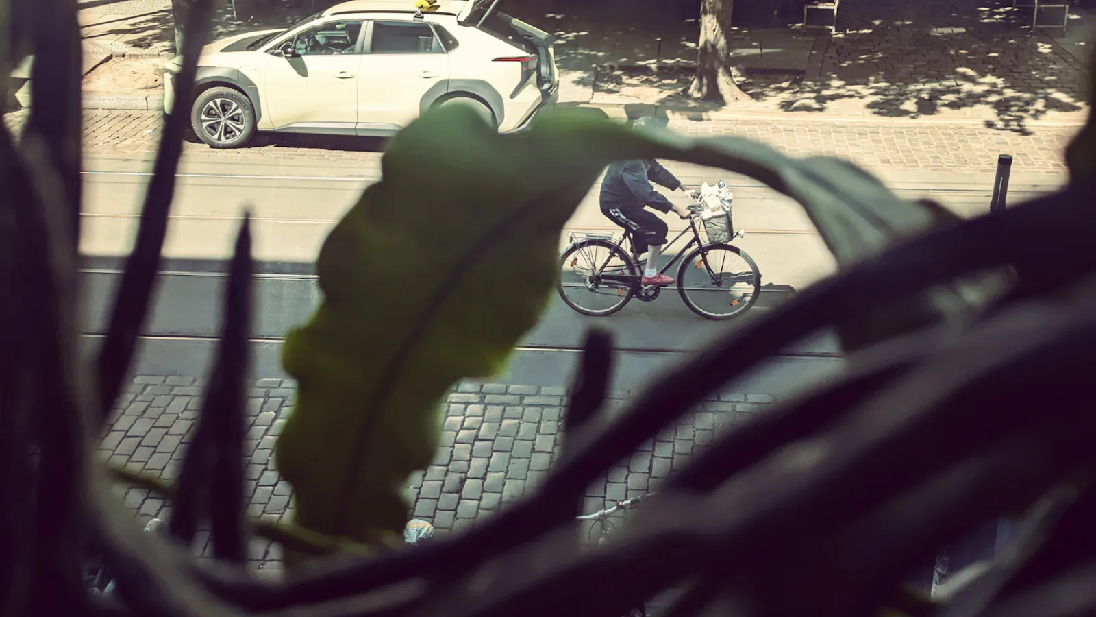 Blick auf eine Straße durch die Triebe eines Blattkaktus, Kopfsteinpflaster, ein Radfahrender, Straßenbahnschienen, ein Taxi, grelles Sonnenlicht.