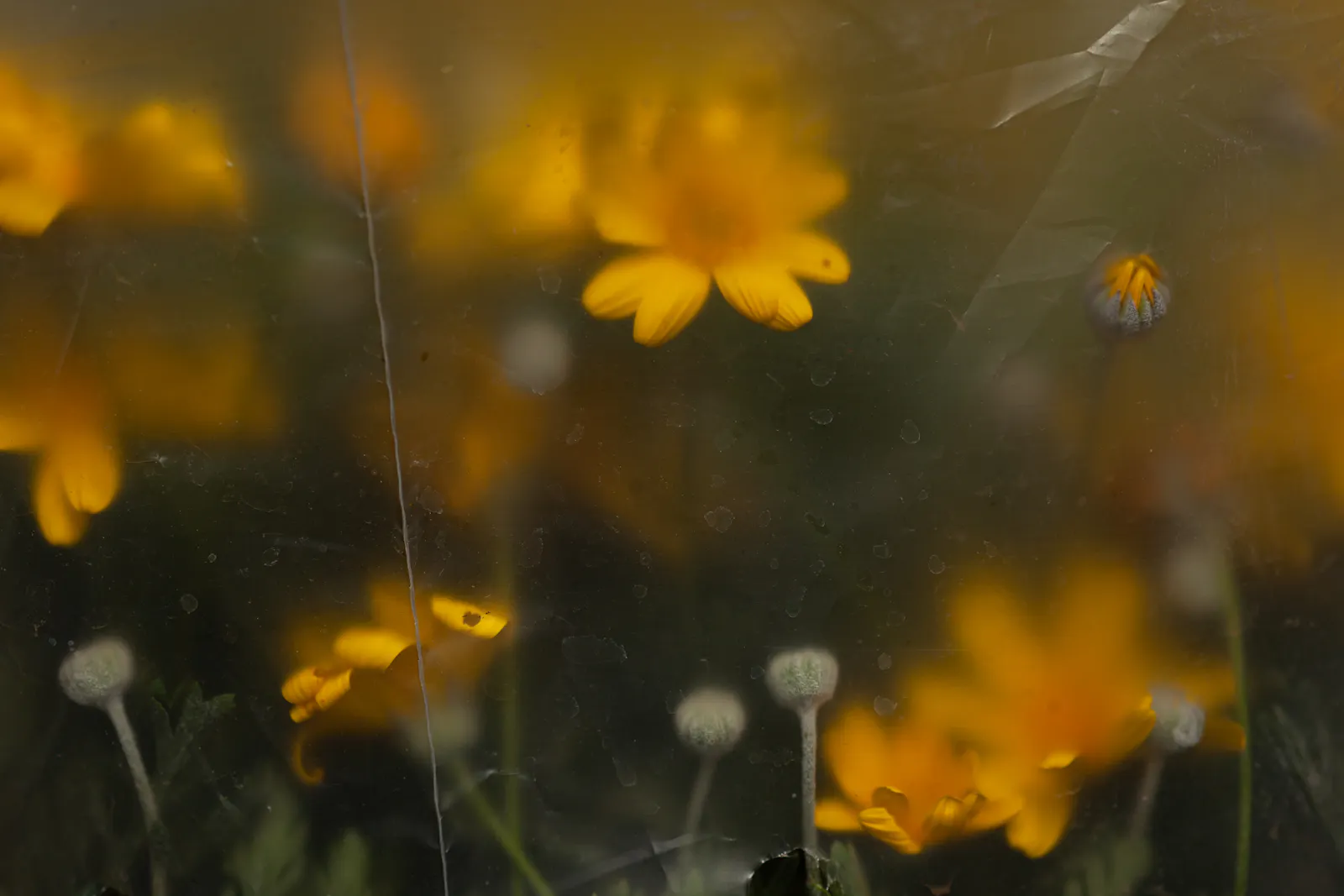 Blumen hinter einer Folie