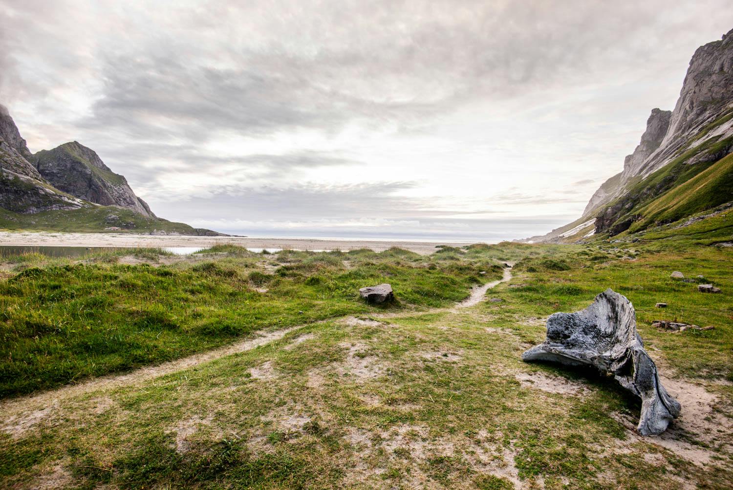 Le crâne d'une baleine échouée, sur une plage des Lofoten
